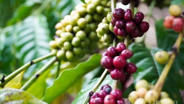Giá cà phê hôm nay 9/11: Giá cà phê trong nước dưới mốc 41.000 đồng/kg