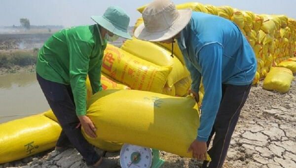 Giá lúa gạo hôm nay 9/11: Giá nếp tăng, gạo giảm