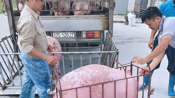 Chưa mở biên, giá heo miền Bắc đã tăng mạnh, doanh nghiệp sẵn sàng cho mức giá 70.000 đồng/kg