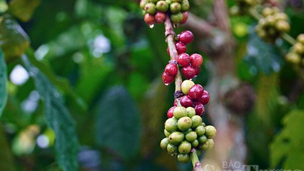 Giá cà phê hôm nay 02/12: Giá cà phê trong nước tăng 300 đồng/kg