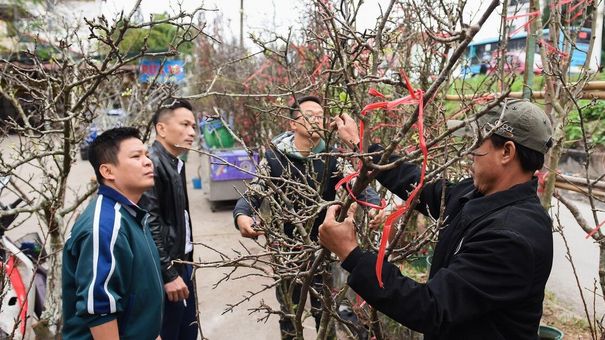 Hoa rừng xuống phố giá hàng triệu đồng cho người dân Thủ đô 'chơi' Tết sớm