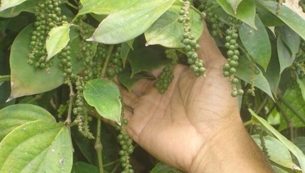 Giá tiêu hôm nay 4/12 và tổng kết tuần qua: Tăng 1.500 đồng/kg tại các vùng trồng