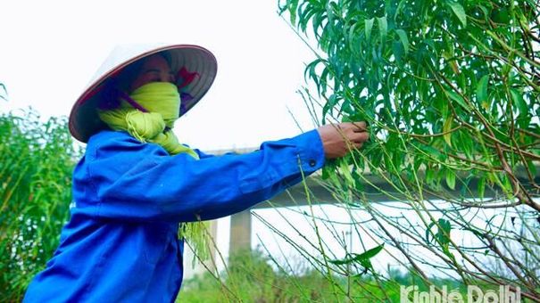 Đào Nhật Tân “xuống lá” chuẩn bị cho Tết Quý Mão 2023