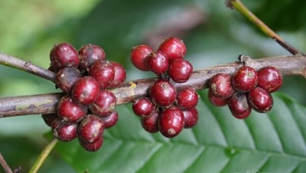 Giá cà phê hôm nay, 05/12: Giá cà phê trong nước vượt mốc 41.000 đồng/kg