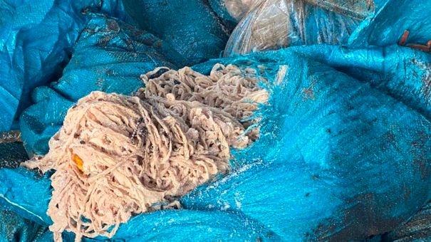 Hải Dương : Tiêu hủy hơn 1.000 kg vỏ lòng lợn bốc mùi, chảy nước