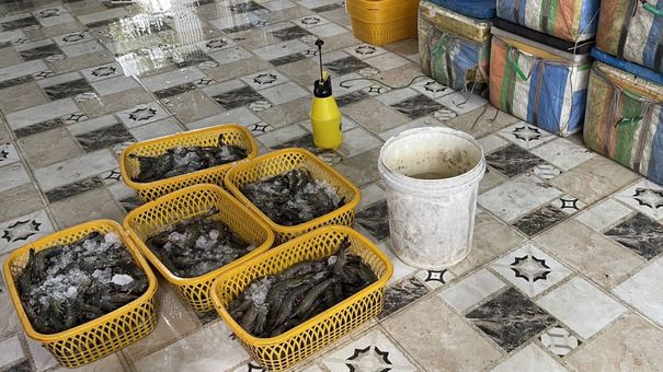 Kiên Giang: Bắt quả tang cơ sở thu mua bơm tạp chất vào tôm sú nguyên liệu