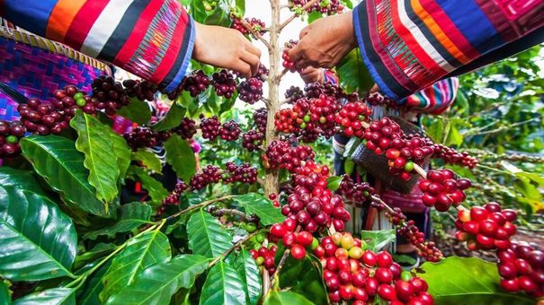 Giá cà phê hôm nay 11/5: 2 sàn về gần ngưỡng nguy hiểm