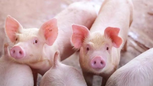 Giá lợn hơi hôm nay 16/5: 3 miền đi ngang tại các tỉnh thành
