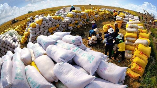 Giá lúa gạo hôm nay 20/5: Giá gạo xuất khẩu tiếp tục tăng