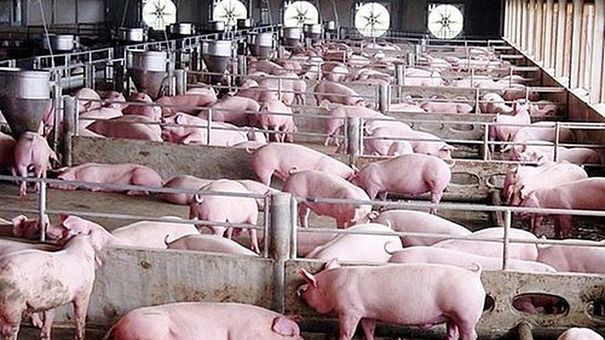 Giá lợn hơi hôm nay 25/5: Tiếp tục giảm tại nhiều địa phương