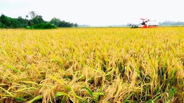 Giá lúa gạo hôm nay 26/5: Đơn hàng lạc quan giữ giá gạo xuất khẩu ổn định