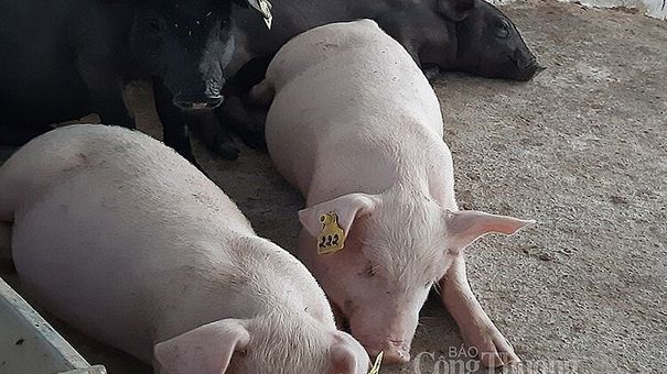 Giá lợn hơi hôm nay 13/6: Ghi nhận mức cao nhất 58.000 đồng/kgGiá lợn hơi hôm nay 13/6: Ghi nhận mức cao nhất 58.000 đồng/kg