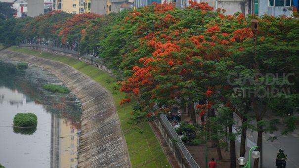Phượng vĩ nở đỏ rực bên dòng sông Tô Lịch