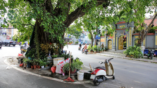 Những cây đại thụ án ngữ giữa đường lớn ở Hà Nội vẫn 