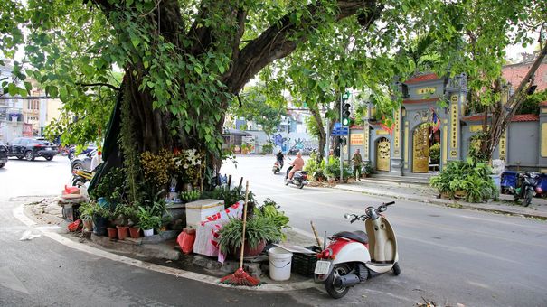 Những cây đại thụ án ngữ giữa đường lớn ở Hà Nội vẫn 