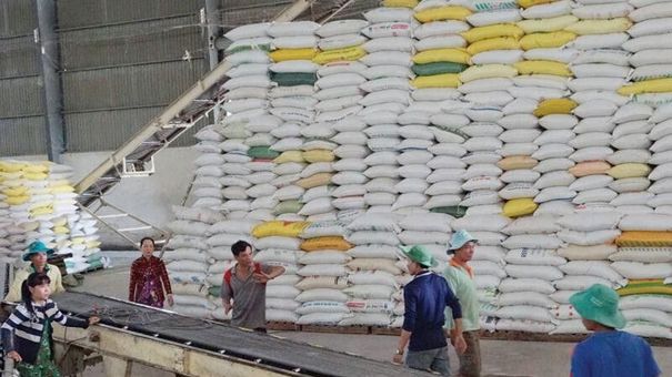 Giá lúa gạo hôm nay 14/6: Giá gạo tăng 150 đồng/kg