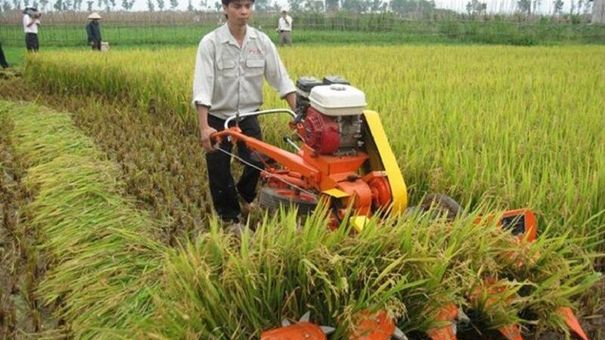 Giá lúa gạo hôm nay 17/6: Giá gạo duy trì ở mức 8.400 – 8.850 đồng/kg