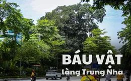 Cây đa trên đường Võ Chí Công - cổng làng Trung Nha trong ký ức, khởi nguồn của 