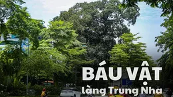 Cây đa trên đường Võ Chí Công - cổng làng Trung Nha trong ký ức, khởi nguồn của 