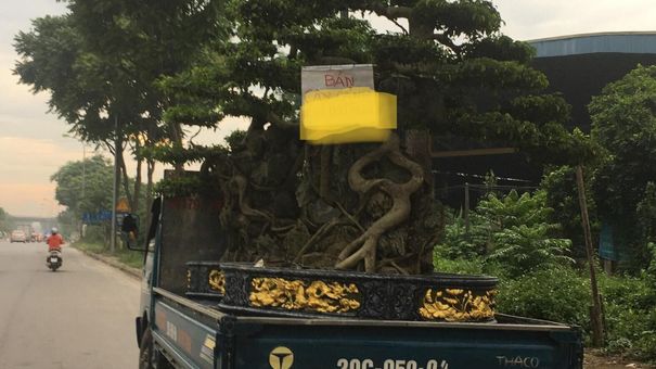 Siêu cây cảnh trăm triệu một thời, nay bán rao vệ đường giá rẻ