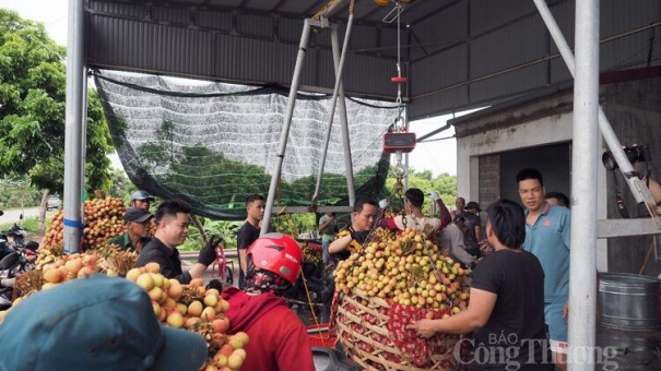 Vải Thanh Hà được mùa, được giá