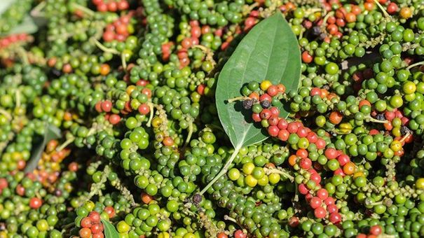 Giá tiêu hôm nay 25/06: Cao nhất ở 73.500 đồng/kg