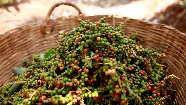 Giá tiêu hôm nay 29/6: Dao động 69.000 – 72.000 đồng/kg