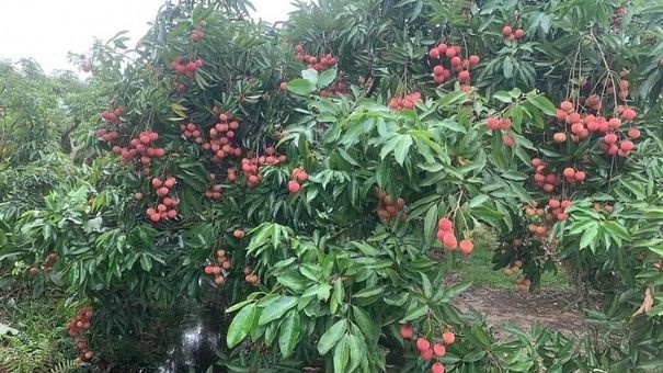 Vải thiều Thanh Hà đi đường bay được giá!