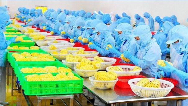 Thị trường Trung Quốc tăng nhập khẩu rau quả chế biến từ Việt Nam