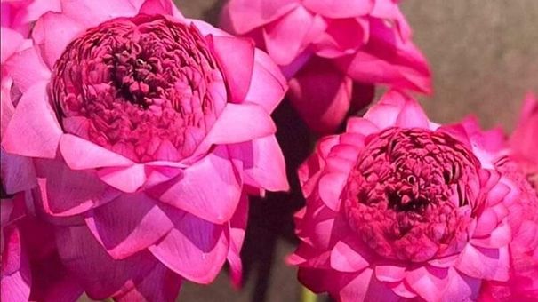 Hoa sen nghìn cánh giá quá rẻ, chị em Hà thành ồ ạt chốt đơn