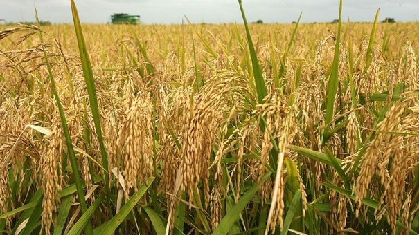 Giá lúa gạo hôm nay 9/6: Nguồn cung lúa nhiều, giá ổn định