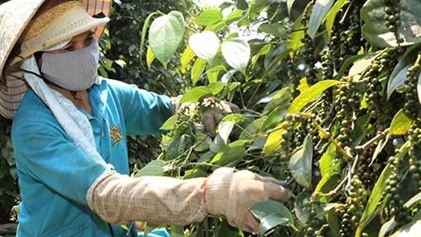 Giá tiêu hôm nay 9/6: Giảm nhẹ, thị trường vẫn còn nhiều khó khăn