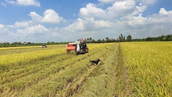 Giá lúa gạo hôm nay 1/7: Giá gạo Việt vượt gạo Thái 8 USD/tấn