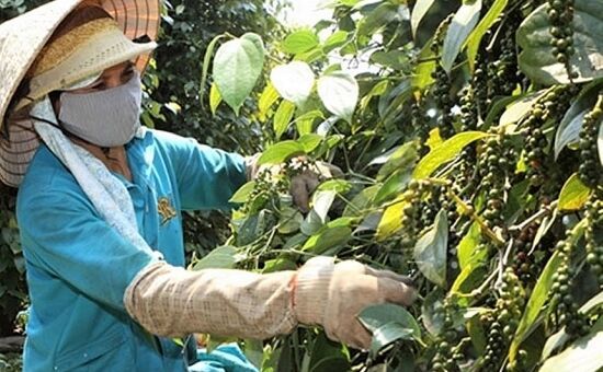 Giá tiêu hôm nay 19/7: Nhu cầu yếu, đi ngang quanh mốc 65.500-69.500 đồng