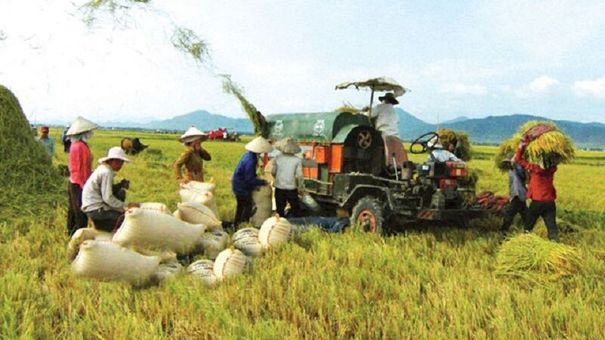 Giá lúa gạo hôm nay 20/7: Giá gạo giảm 50 – 150 đồng/kg