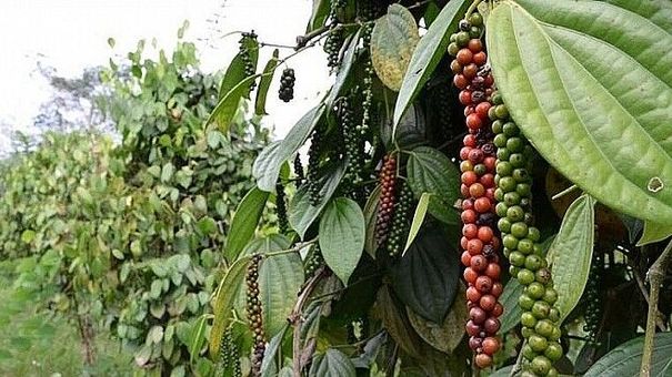 Giá tiêu hôm nay 20/7: Thấp nhất 66.500 đồng/kg, thị trường trầm lắng