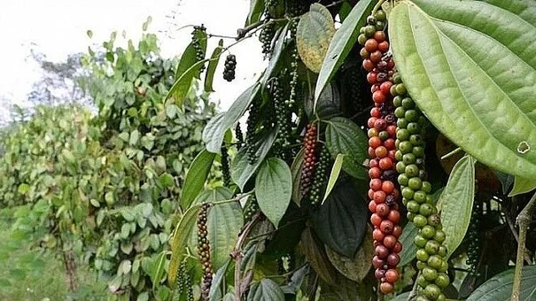 Giá tiêu hôm nay 20/7: Thấp nhất 66.500 đồng/kg, thị trường trầm lắng