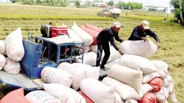 Giá lúa gạo hôm nay 21/7: Giá lúa giảm 200 – 400 đồng/kg so với đầu tháng 7