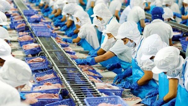Công ty cá tra lỗ hàng chục tỷ vì mua cổ phiếu bất động sản