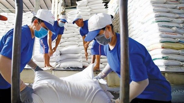 Giá lúa gạo hôm nay 23/7: Giá lúa Hè thu tiếp tục giảm 50 – 200 đồng/kg