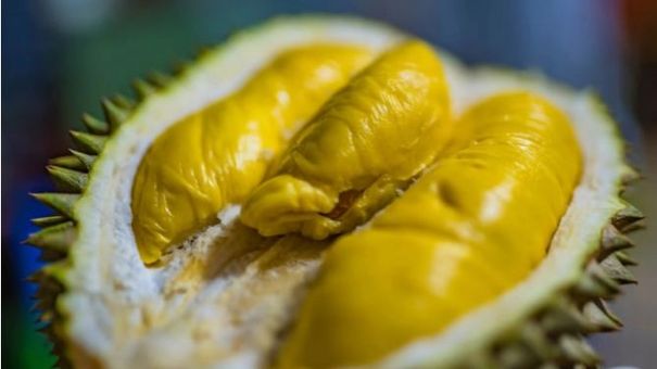 Sầu riêng không mùi của xứ sở 