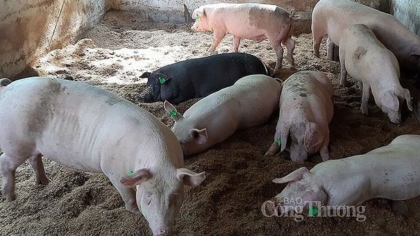 Giá lợn hơi hôm nay 25/7: Biến động nhẹ từ 1.000 - 2.000 đồng/kg