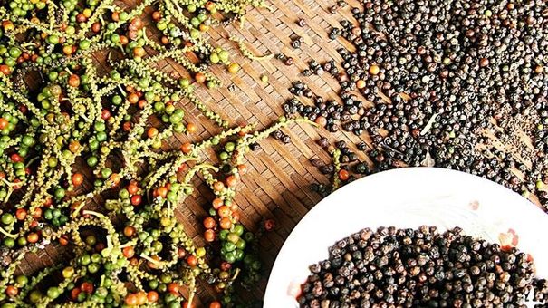 Giá tiêu hôm nay 26/7: Dao động quanh mốc 70.000 – 74.000 đồng/kg