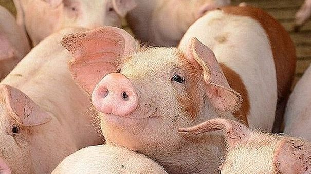 Giá lợn hơi hôm nay 28/7: Ghi nhận mức giảm mạnh nhất 7.000 đồng/kg