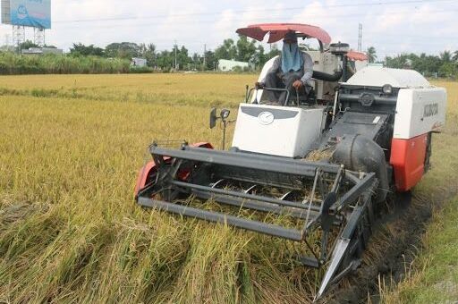 Giá lúa gạo hôm nay 29/7: Giá lúa tiếp tục giảm 200 - 300 đồng/kg