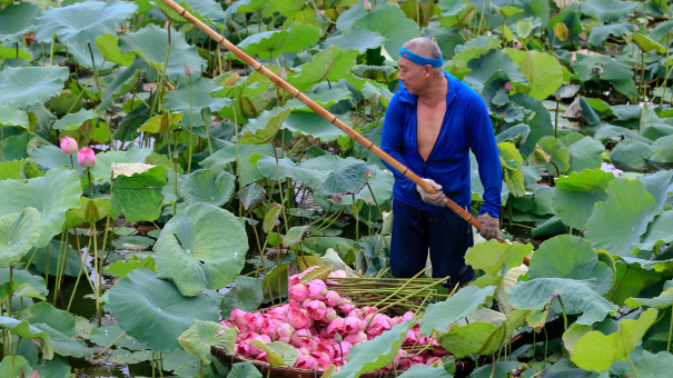 Tháng cao điểm thu tiền: Ngày hái 2.000 bông, chủ đầm sen hồ Tây bỏ túi chục triệu