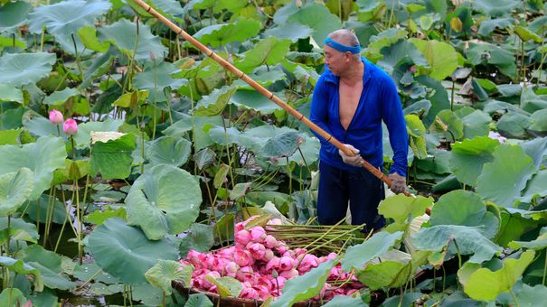 Tháng cao điểm thu tiền: Ngày hái 2.000 bông, chủ đầm sen hồ Tây bỏ túi chục triệu