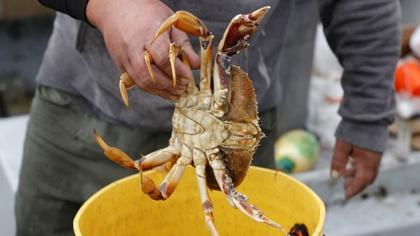 Hải sản có thể làm tăng nguy cơ phát triển khối u ác tính