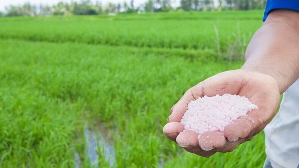 Giá phân bón có thể sẽ tăng trở lại vào quý IV khi vụ Đông Xuân bắt đầu