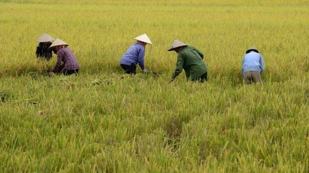 Giá lúa gạo hôm nay 8/7: Giá lúa tươi tăng 50 đồng/kg